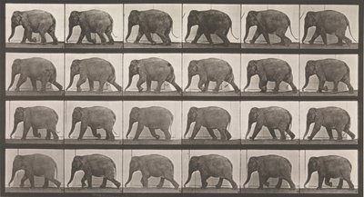 Animal Locomotion. An Electro-Photographic Investigation of Consecutive Phases of Animal, 1880s by Eadweard Muybridge