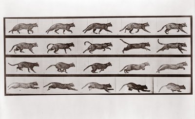 Cat Trotting and Galloping, Plate 717 from Animal Locomotion by Eadweard Muybridge