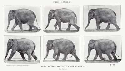 The Amble by Eadweard Muybridge