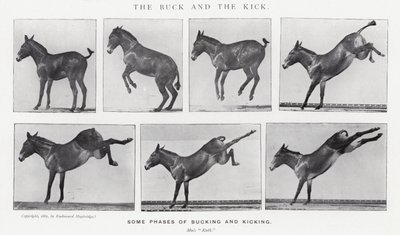 The Buck and the Kick by Eadweard Muybridge