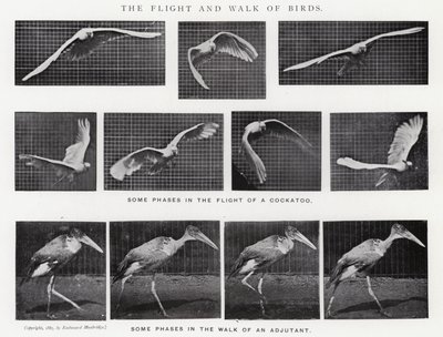The Flight and Walk of Birds by Eadweard Muybridge