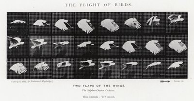 The Flight of Birds by Eadweard Muybridge