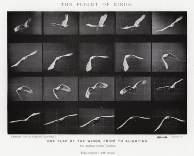 The Flight of Birds by Eadweard Muybridge