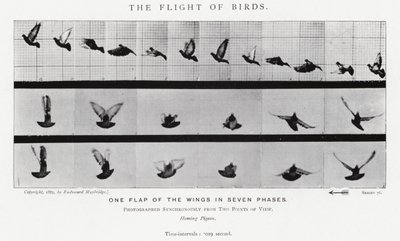Eadweard Muybridge: The Flight of Birds (b/w photo) by Eadweard Muybridge