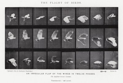 Eadweard Muybridge: The Flight of Birds (b/w photo) by Eadweard Muybridge