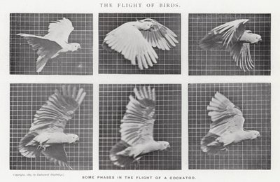Eadweard Muybridge: The Flight of Birds (b/w photo) by Eadweard Muybridge