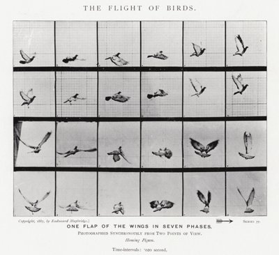 The Flight of Birds by Eadweard Muybridge