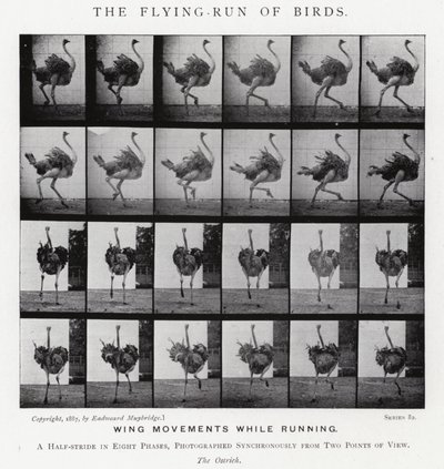 The Flying-Run of Birds by Eadweard Muybridge