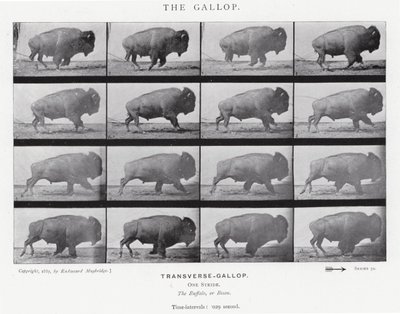 Eadweard Muybridge: The Gallop by Eadweard Muybridge