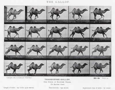 Eadweard Muybridge: The Gallop by Eadweard Muybridge