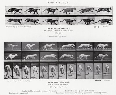 The Gallop by Eadweard Muybridge