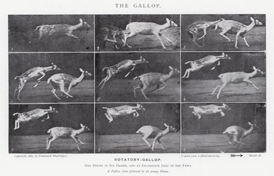 The Gallop by Eadweard Muybridge