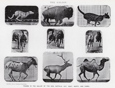 Eadweard Muybridge: The Gallop (b/w photo) by Eadweard Muybridge