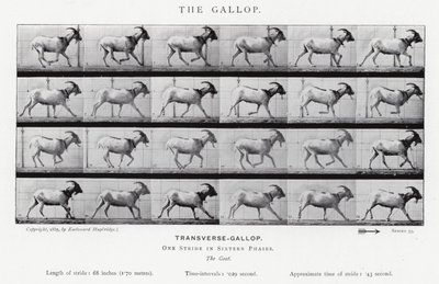 The Gallop by Eadweard Muybridge