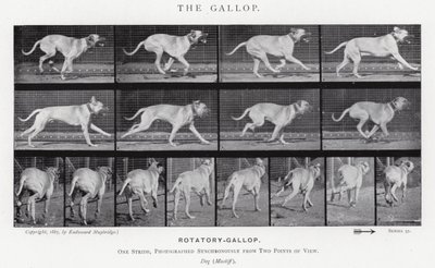 The Gallop by Eadweard Muybridge