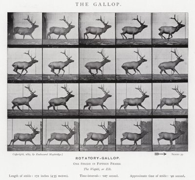 The Gallop by Eadweard Muybridge