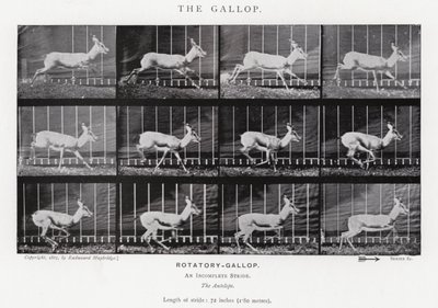 The Gallop by Eadweard Muybridge