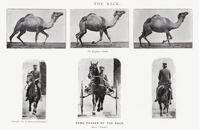 The Rack by Eadweard Muybridge