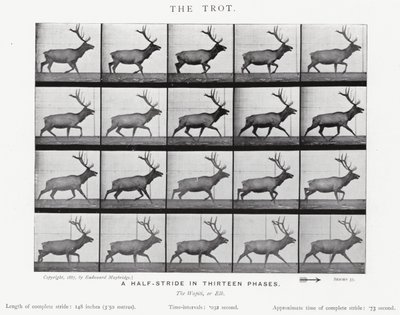 The Trot by Eadweard Muybridge