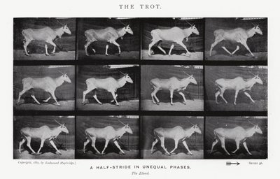 The Trot by Eadweard Muybridge