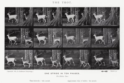 The Trot by Eadweard Muybridge