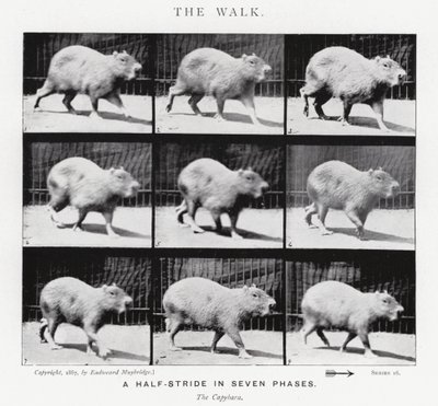 Eadweard Muybridge: The Walk by Eadweard Muybridge