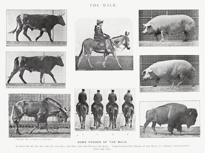 Eadweard Muybridge: The Walk by Eadweard Muybridge