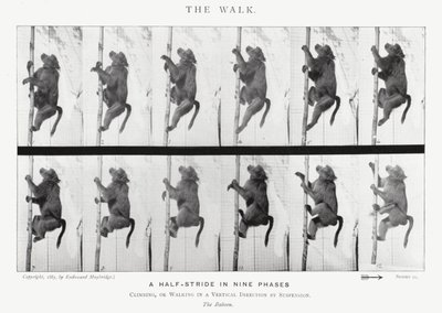 Eadweard Muybridge: The Walk by Eadweard Muybridge
