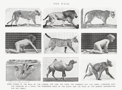 Eadweard Muybridge: The Walk by Eadweard Muybridge