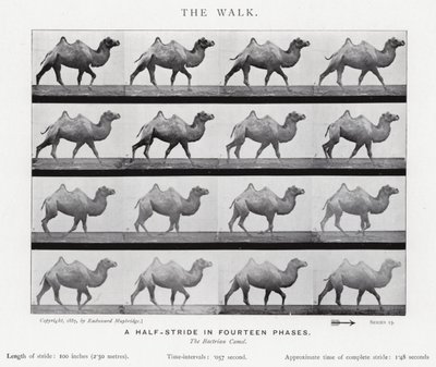 Eadweard Muybridge: The Walk by Eadweard Muybridge
