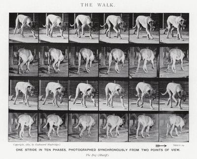 Eadweard Muybridge: The Walk by Eadweard Muybridge