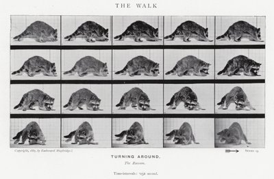 Eadweard Muybridge: The Walk by Eadweard Muybridge