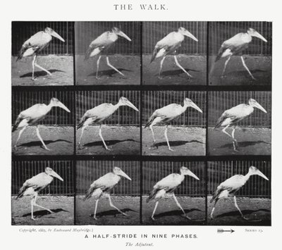 Eadweard Muybridge: The Walk by Eadweard Muybridge