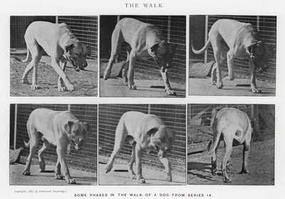 Eadweard Muybridge: The Walk by Eadweard Muybridge