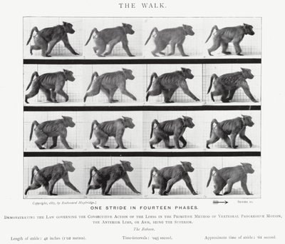 The Walk by Eadweard Muybridge
