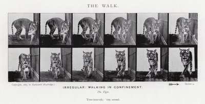The Walk by Eadweard Muybridge