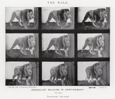 The Walk by Eadweard Muybridge