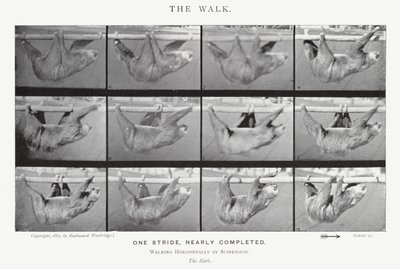 The Walk by Eadweard Muybridge