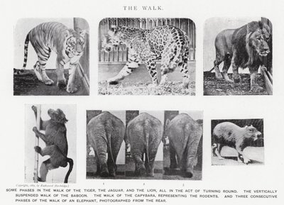The Walk by Eadweard Muybridge
