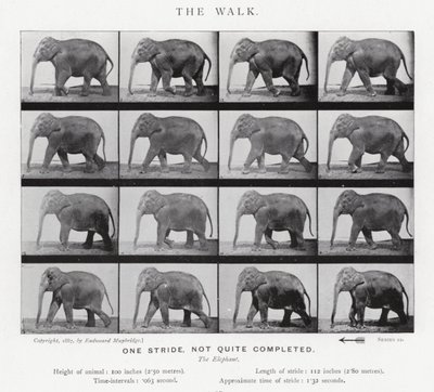 The Walk by Eadweard Muybridge