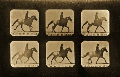 Horses. Irregular, 