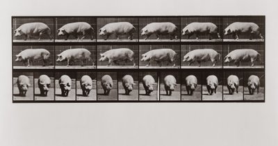 Pig walking, Plate 673 from Animal Locomotion by Eadweard Muybridge