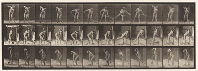 Plate 387. Farmer, Using a Long-Handled Shovel by Eadweard Muybridge