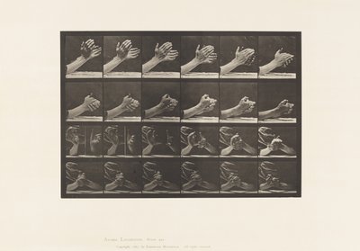 Movement of the Hand; Clasping Hands by Eadweard Muybridge