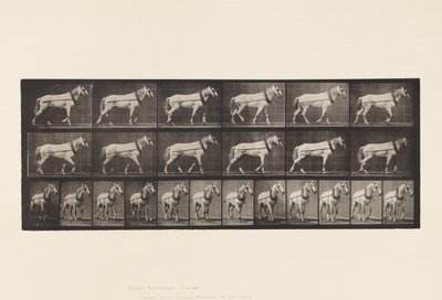Hauling; Light-Gray Mare Johnson, 1885 by Eadweard Muybridge