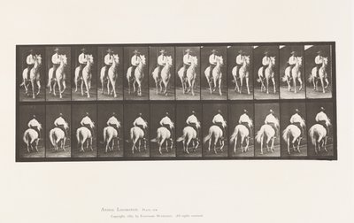 Trotting; Saddle; White Horse, Elberon (Plate 604) by Eadweard Muybridge