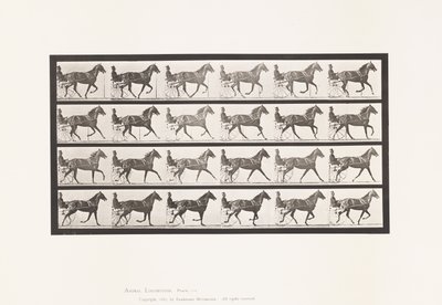 Plate 614. Trotting; Breaking to Gallop; Sorrel Mare Flode Holden by Eadweard Muybridge