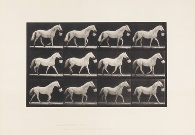 Plate 650. Walking with a Bucket in Mouth; Light Gray Horse by Eadweard Muybridge