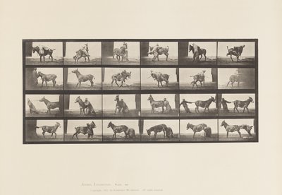 Plate 662. Mule; A, B, A Refractory Animal Denver by Eadweard Muybridge