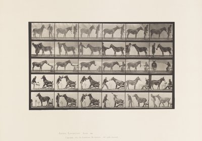 Mule; Various Performances; at a Table, etc. (Plate 664) by Eadweard Muybridge